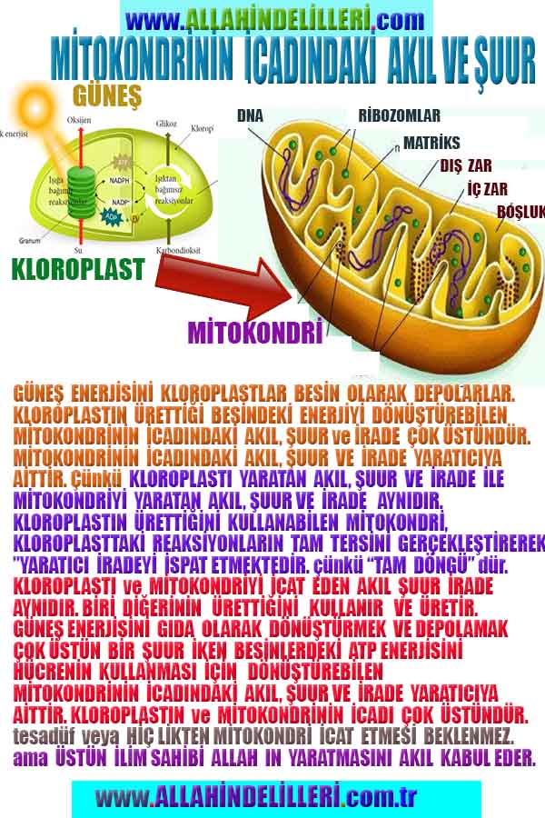 Eğitici Görsel 2