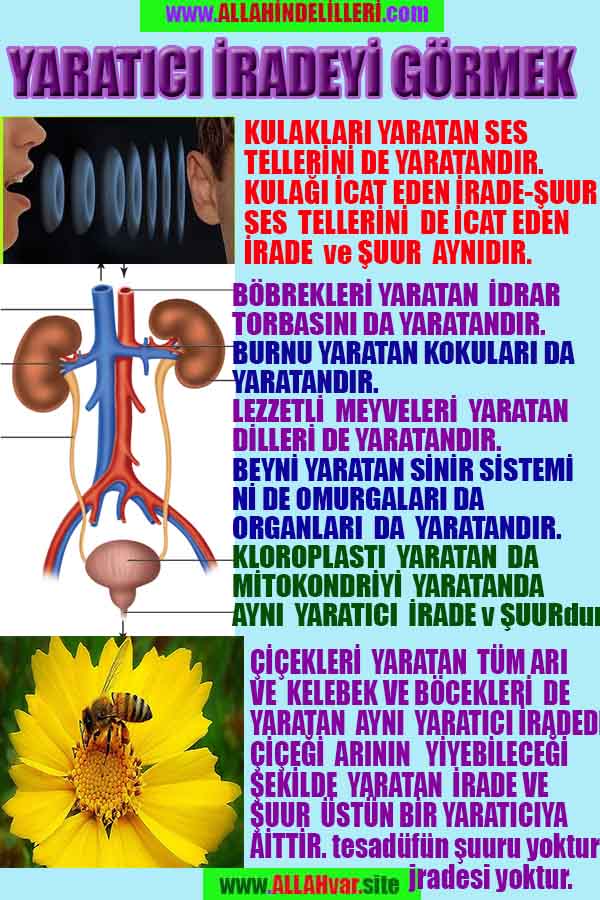 Eğitici Görsel 1