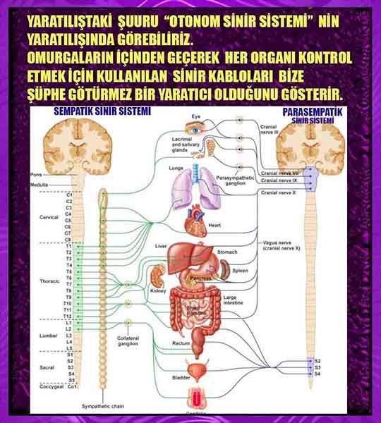 Eğitici Görsel 1